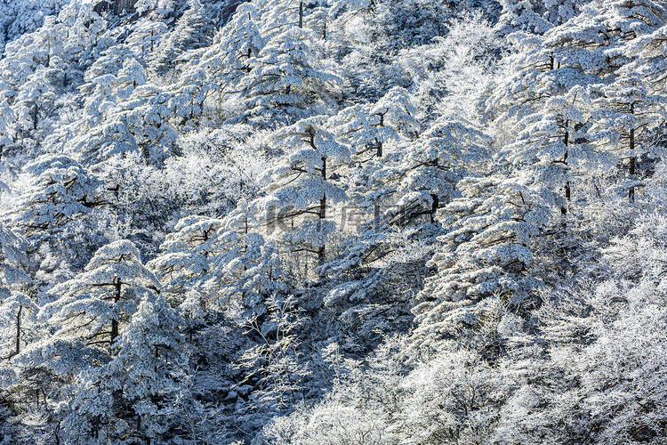 冬天树木树林和白雪摄影图