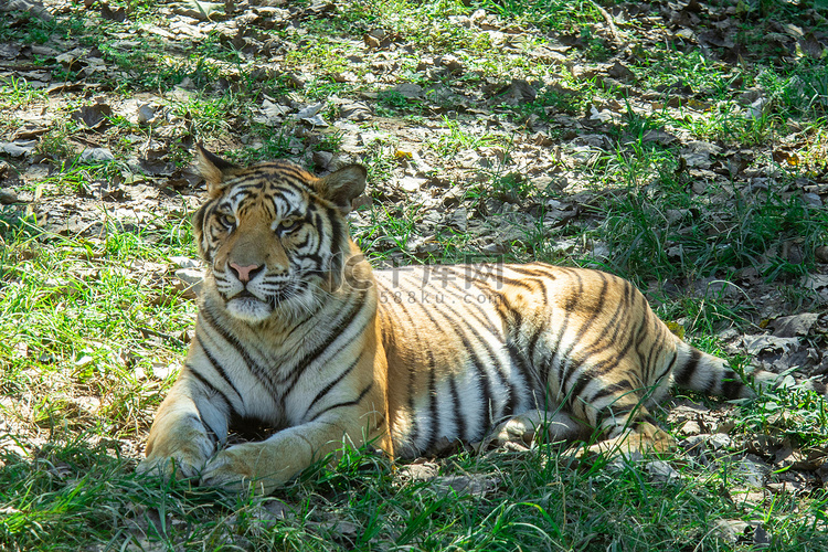 动物白天老虎动物园趴着摄影图配