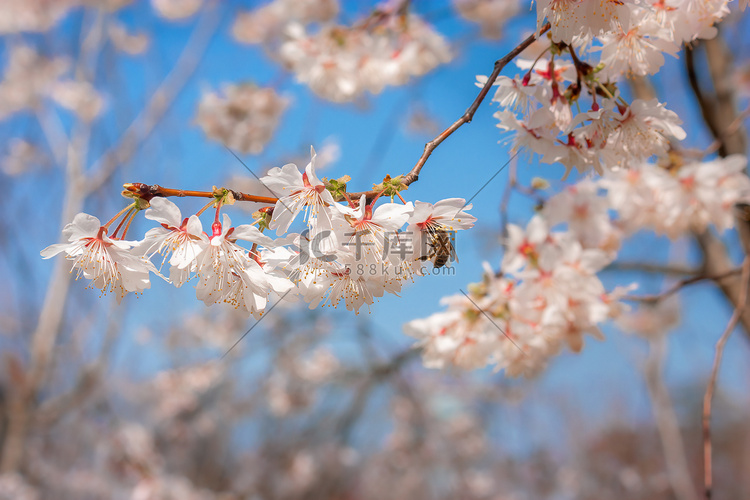 春天盛开的樱花蜜蜂采蜜摄影图配