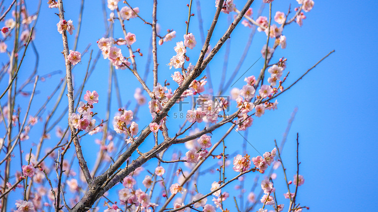 花朵春天桃花花丛开放摄影图配图