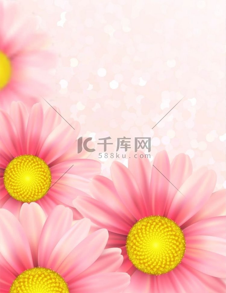 与粉红色雏菊花的背景。
