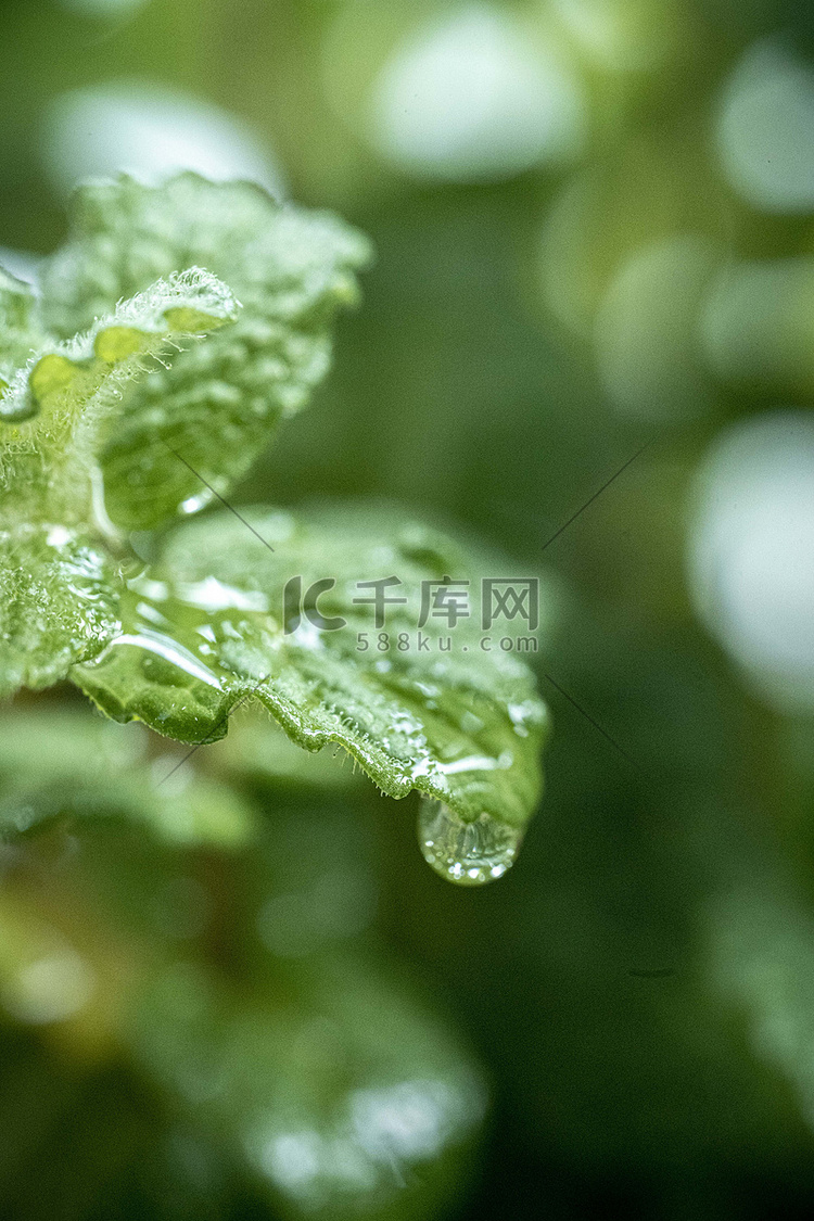 雨水春天植物野外滴水摄影图配图