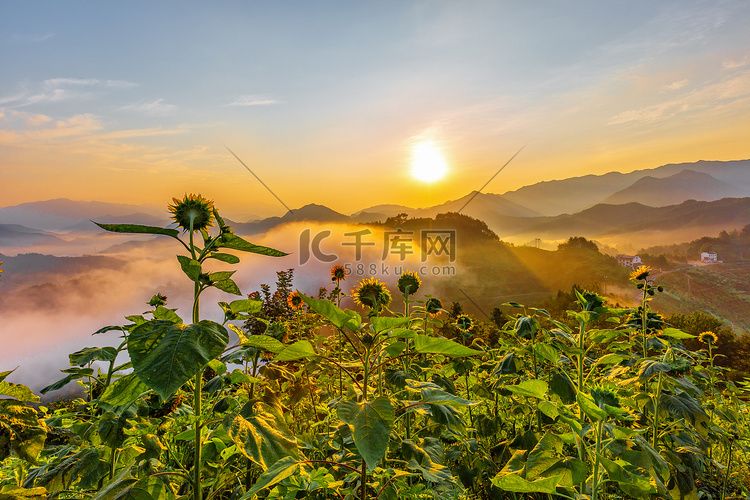 休闲旅游上午向日葵山区漂动摄影