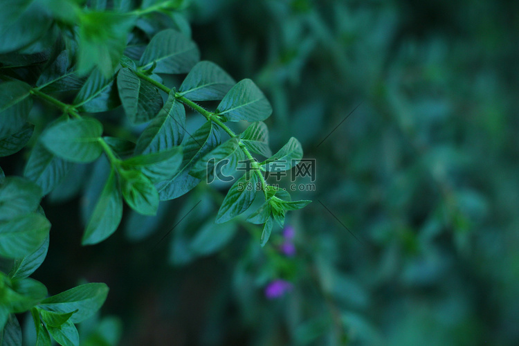 湖南长沙傍晚萼距花植物树叶摄影