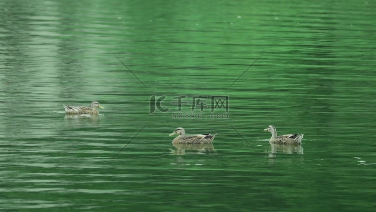 碧绿湖水中的鸭子鸳鸯戏水家禽养