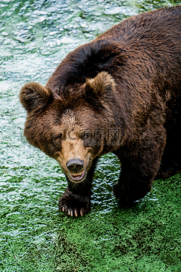 野生大型动物棕熊狗熊摄影图配图