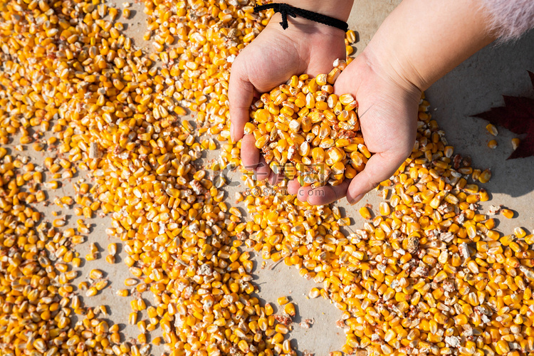 秋季玉米摄影图