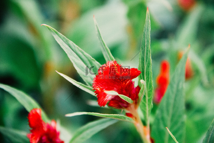 雨后绿叶植物