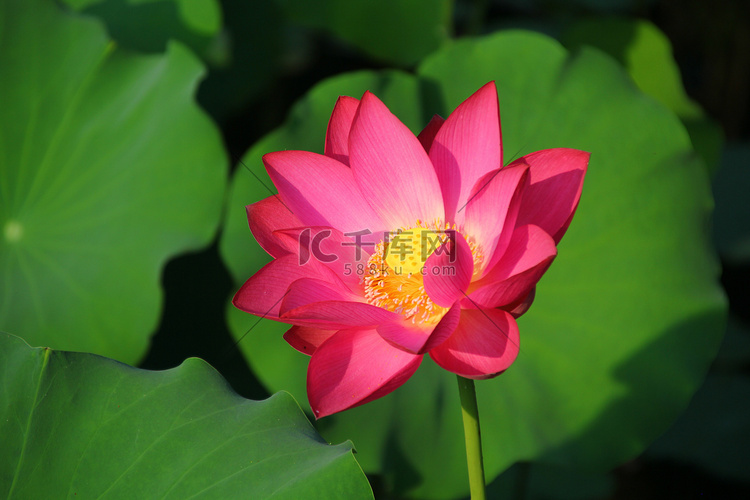 长沙桃子湖早晨荷花荷花芯夏至摄