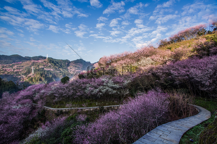 春天梅花盛开风景梅花户外摄影图