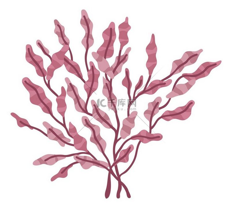 红藻海底植物在白色背景上分离的