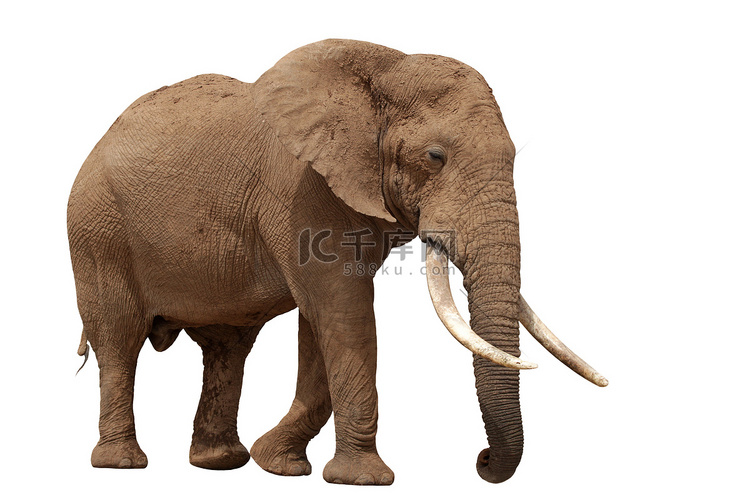 非洲大象-隔离