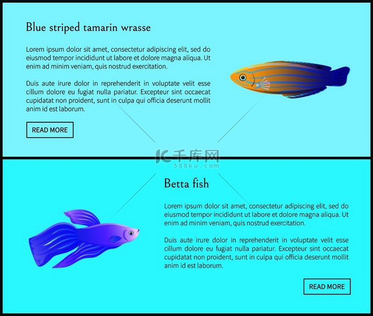斗鱼和蓝条纹的濑鱼有独特的图案