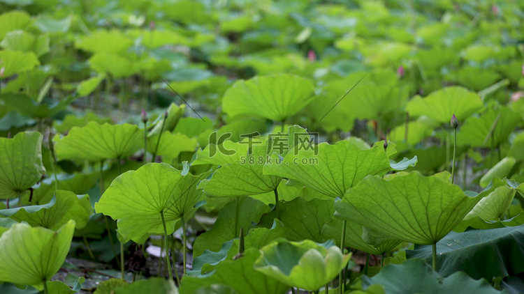 实拍夏天绽放荷塘荷叶自然风景