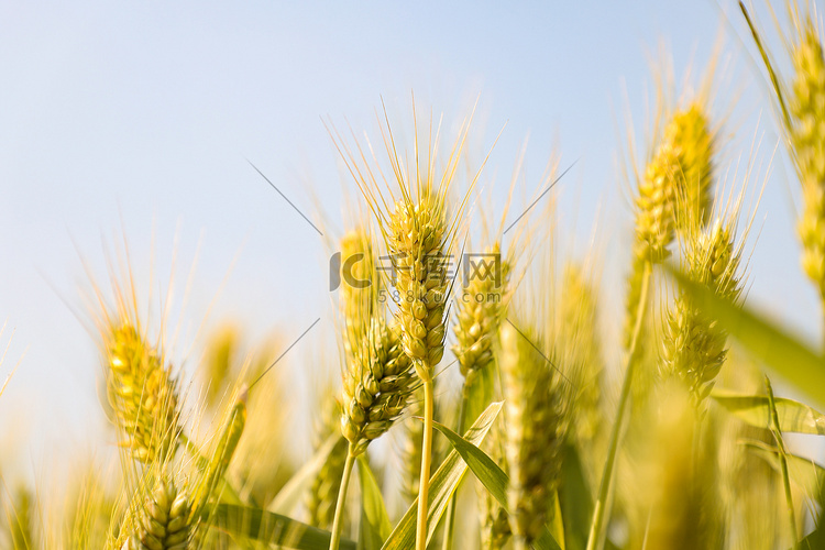 24节气小满麦子户外金色摄影图