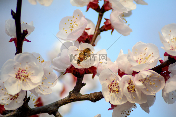 风景白天蜜蜂杏花上采蜜摄影图配