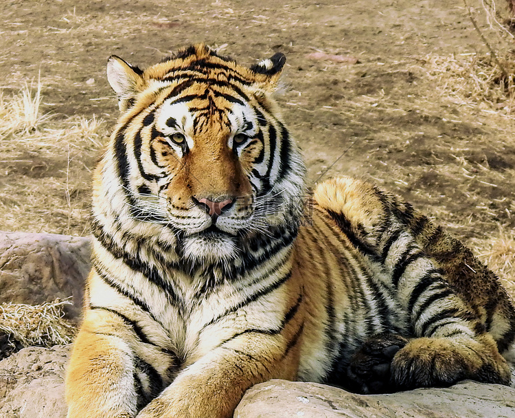 动物园虎老虎猛虎特写摄影图配图