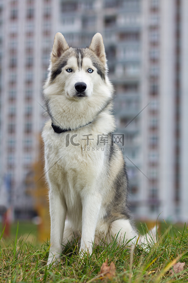 西伯利亚雪橇犬