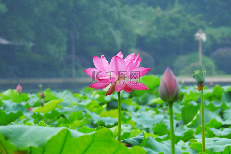 杭州西湖夏天荷花曲院风荷摄影图