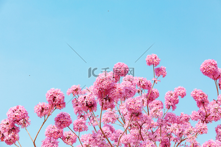 风铃花春天花朵公园赏花摄影图配