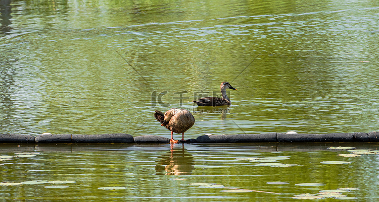 夏天水禽动物白昼一对水鸭户外湖