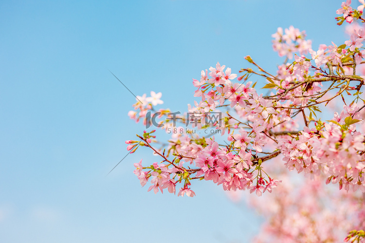 樱花春天立春花朵春暖花开春分摄