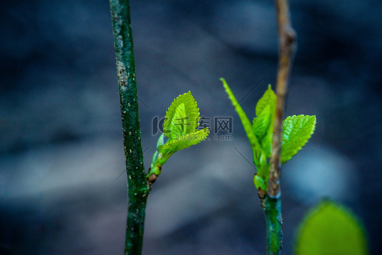 树枝发芽春天二月细树枝乡村抽芽