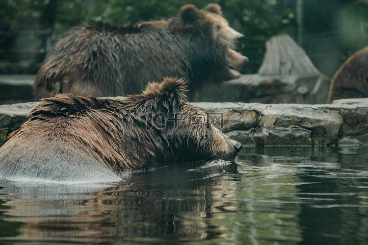 棕熊黑熊水池泡澡动物园摄影图配