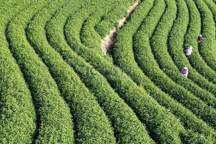 山里的采茶人下午茶园山上无摄影