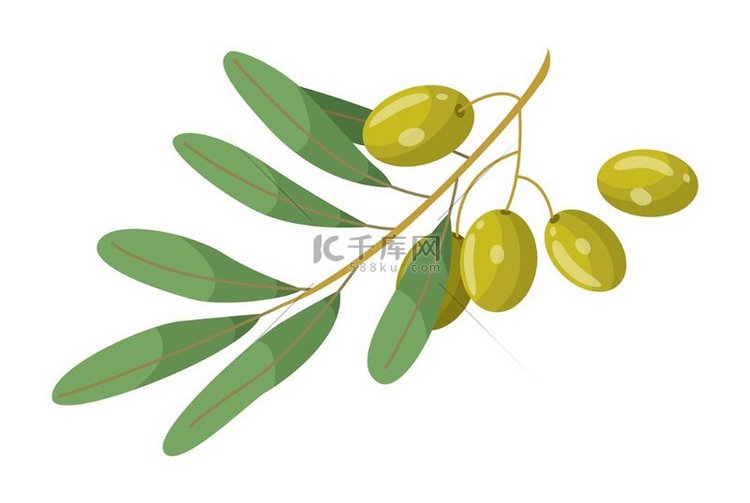 橄榄枝与治疗头发的叶子元素。
