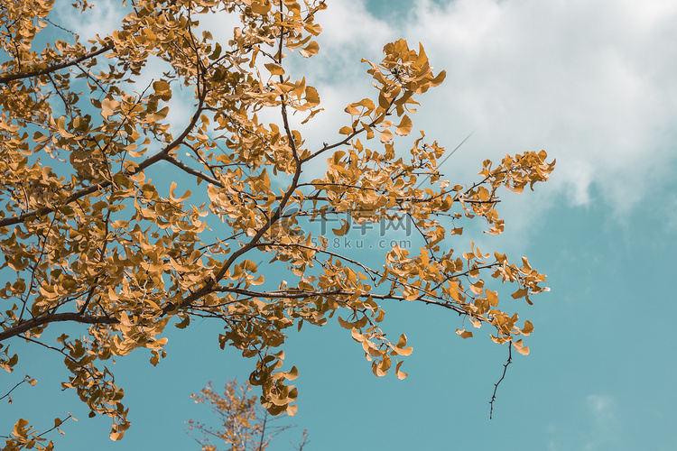 秋季户外杏叶树与蓝天美景