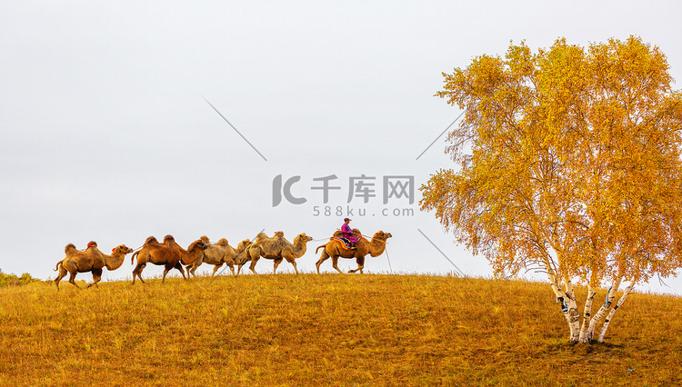 秋季天明骆驼草原走动摄影图配图