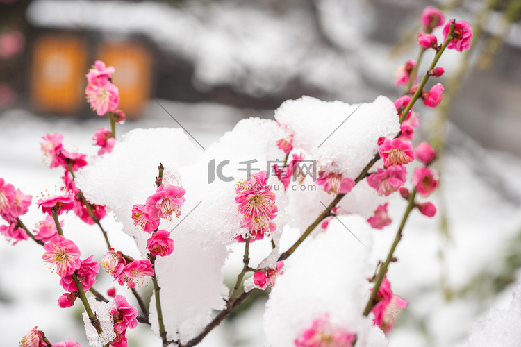 梅花白天冰雪梅花梅园赏梅摄影图