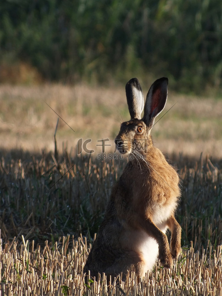 .Hare (Lepus europaeus)