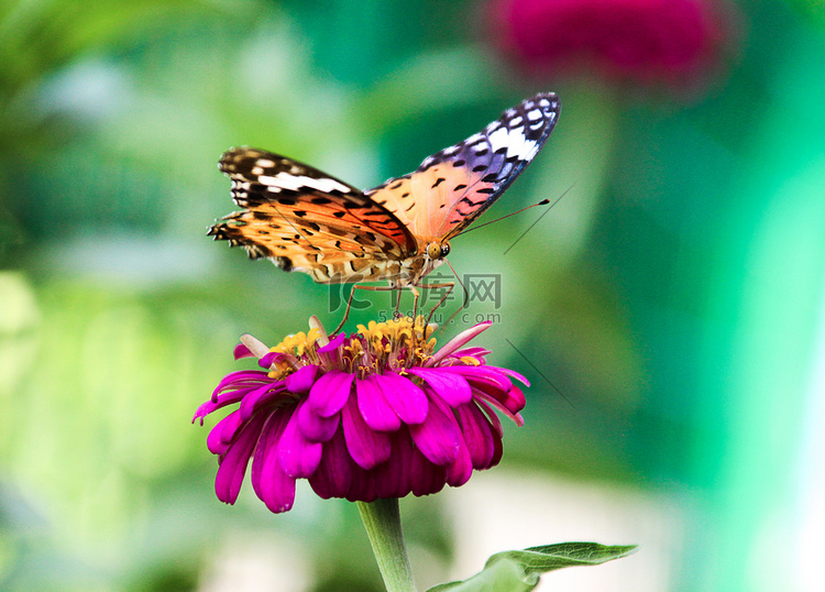 百果园早晨彩色蝴蝶蝴蝶花朵摄影