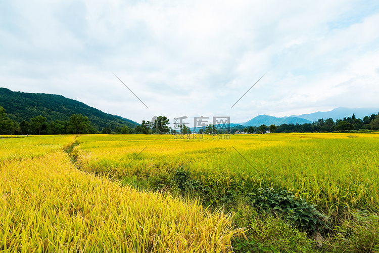 秋天稻田丰收风景上午无人户外无