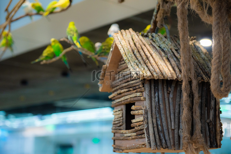 鸟儿的家下午鸟笼动物园摄影摄影