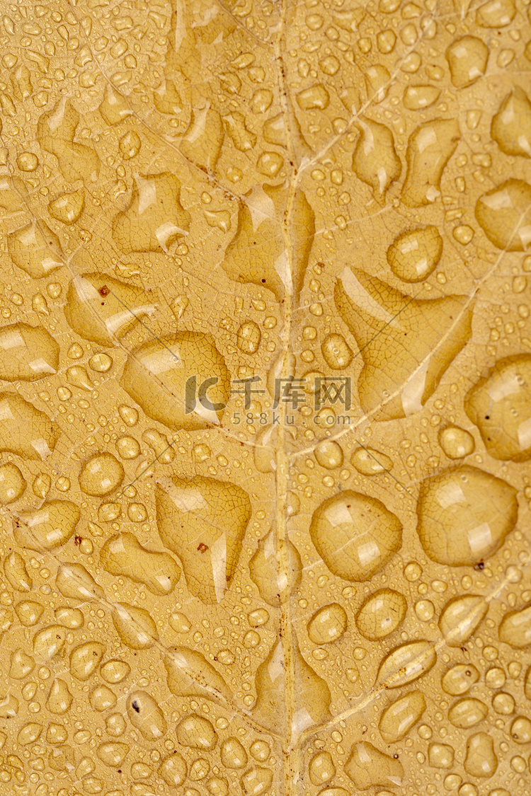 秋季植物黄叶纹理上的水珠摄影图