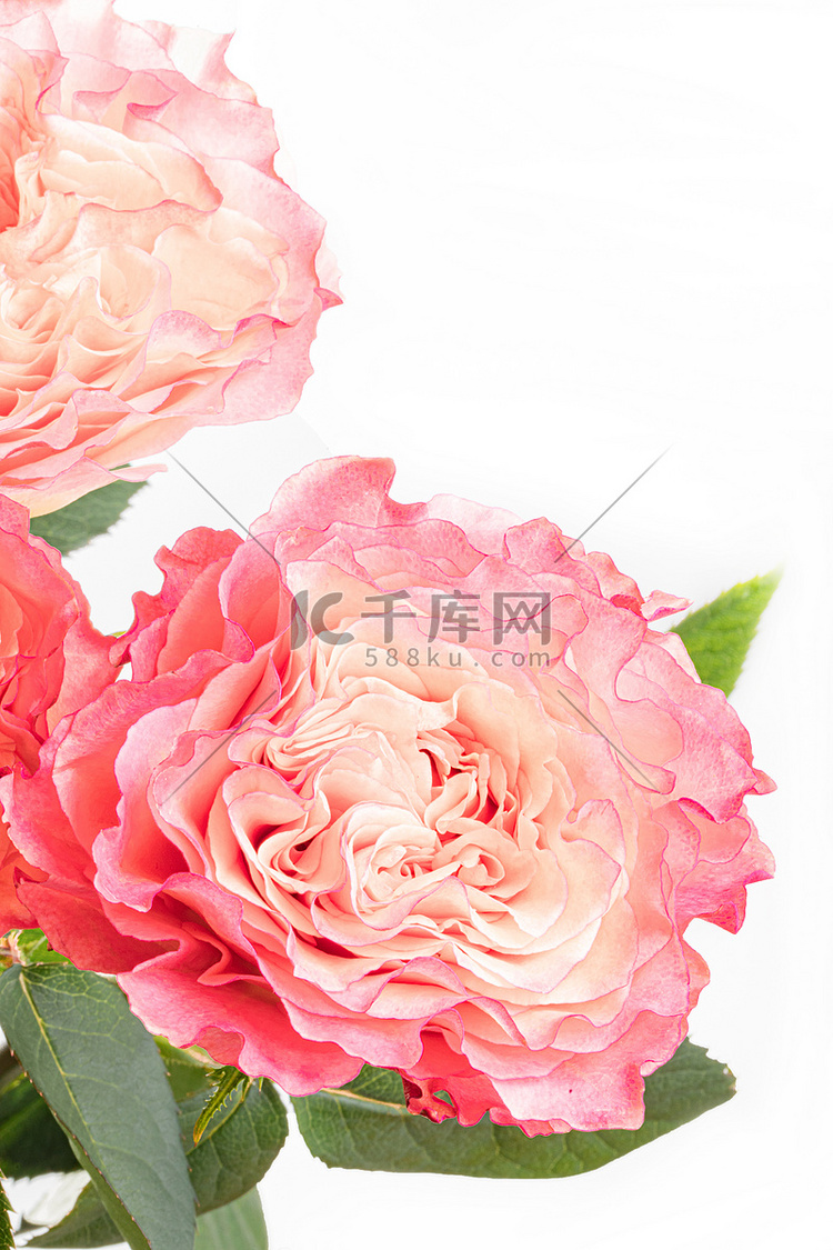 文艺花卉白天粉色玫瑰室内摄影图