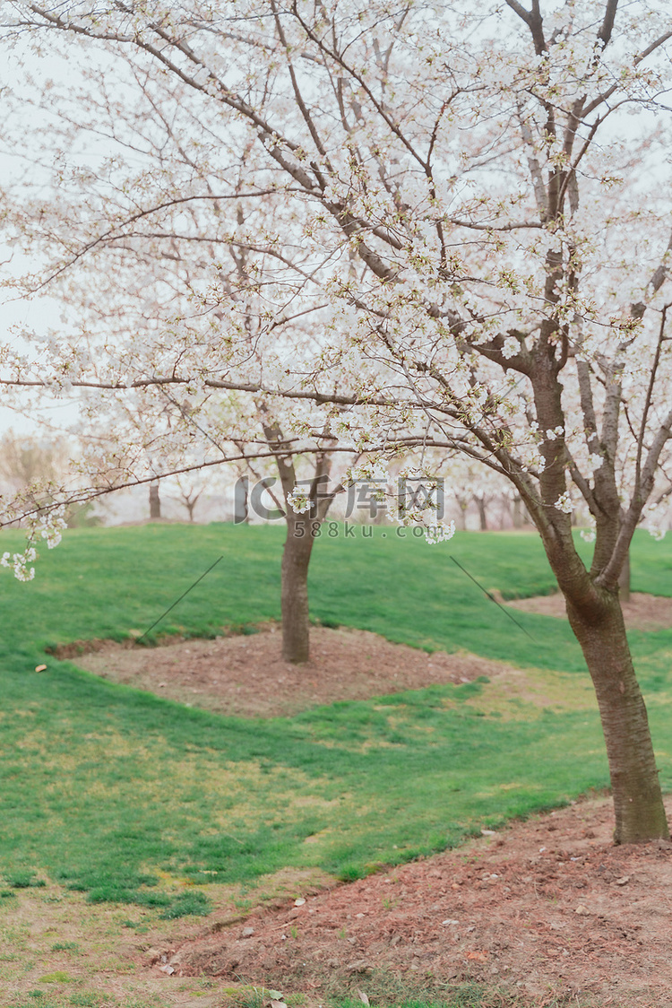 春天春日花朵花卉公园摄影图配图