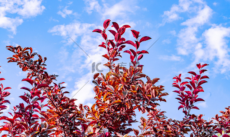 秋天植物风景白昼红叶树户外拍摄
