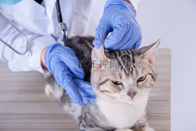 看病的小猫白天诊所正在看耳朵摄