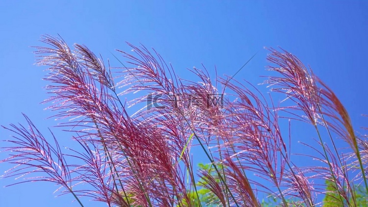 自然风景桌面壁纸唯美粉色芦苇飘