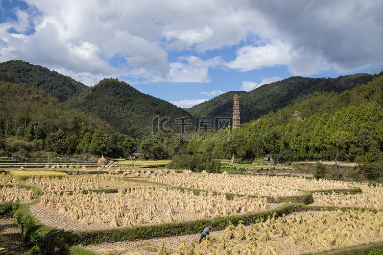 台州国清寺景区稻田下午稻田田里