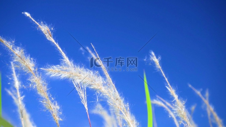 唯美意境夏日飘荡的芦苇风光夏季