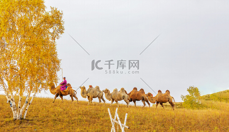 秋季晨时骆驼草原走动摄影图配图