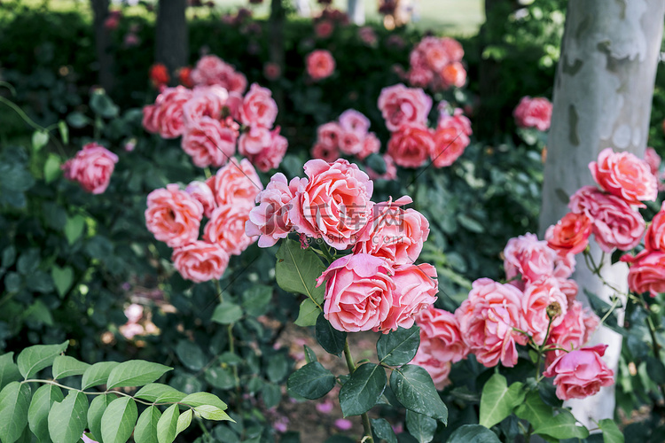 花园美丽粉色洋玫瑰花圃摄影图配