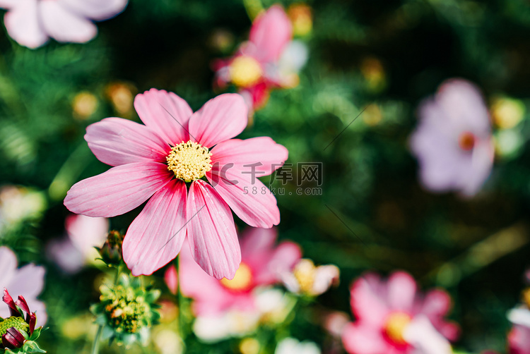 春日鲜花花朵花卉植物摄影图配图