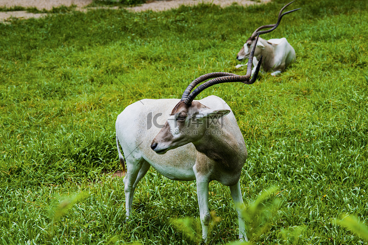 广州广州动物园两头旋角羚在草地