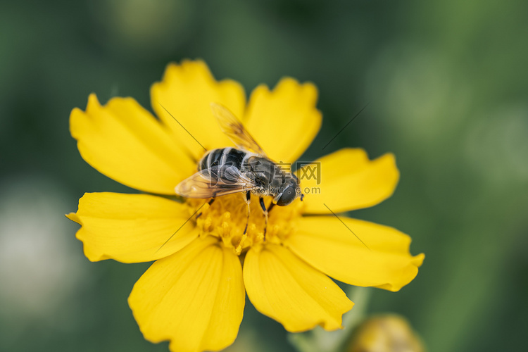 自然风景黄色花朵上采蜜的蜜蜂摄